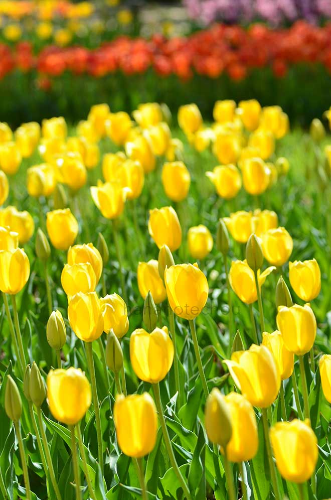 チューリップ ビッグ スマイル｜花の手帖のチューリップ図鑑