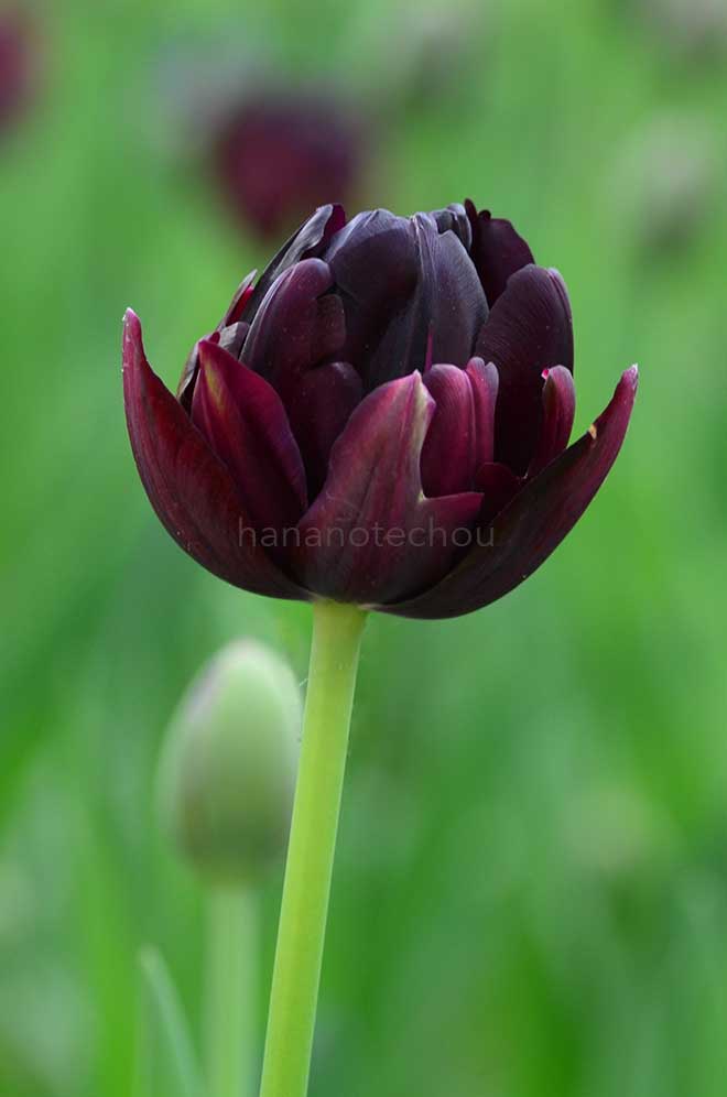 チューリップ ブラック ヒーロー｜花の手帖のチューリップ図鑑