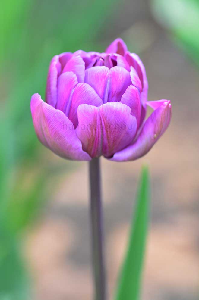 チューリップ ブルーダイヤモンド|花の手帖のチューリップ図鑑