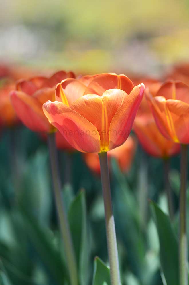 チューリップ ブラウン シュガー｜花の手帖のチューリップ図鑑