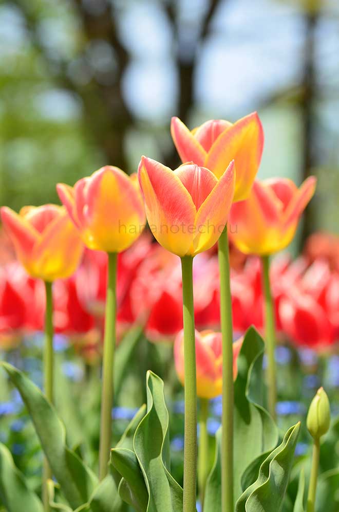 チューリップ キャンディ コーン｜花の手帖のチューリップ図鑑