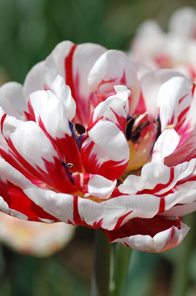 チューリップ カーニバル デ ニース｜花の手帖のチューリップ図鑑