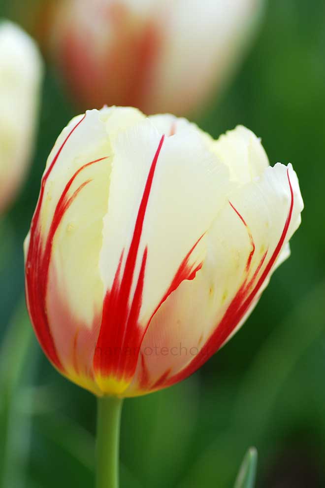 チューリップ カーニバル デ リオ｜花の手帖のチューリップ図鑑