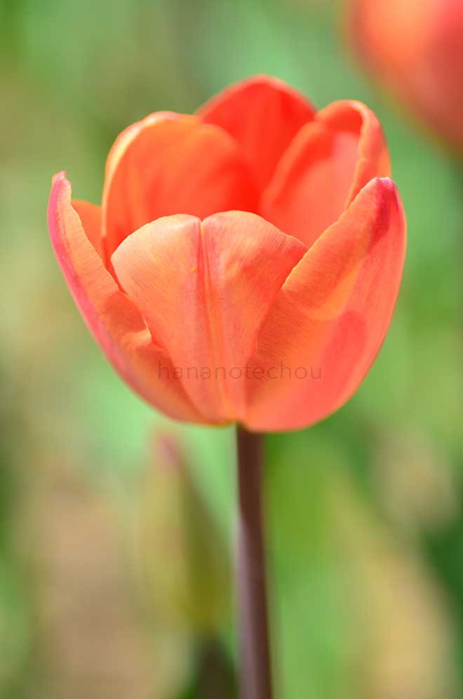 チューリップ シャレード｜花の手帖のチューリップ図鑑