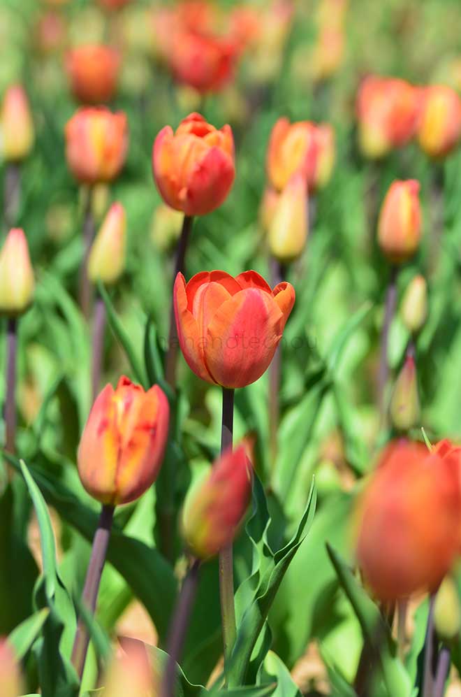 チューリップ シャレード｜花の手帖のチューリップ図鑑