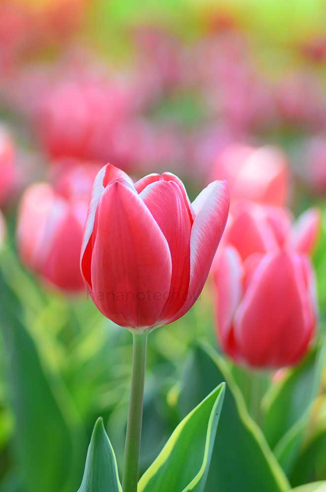 チューリップ シャムール｜花の手帖のチューリップ図鑑