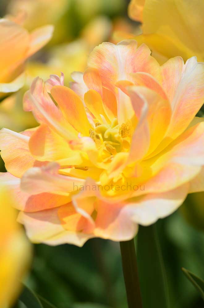 チューリップ チャーミング ビューティ｜花の手帖のチューリップ図鑑