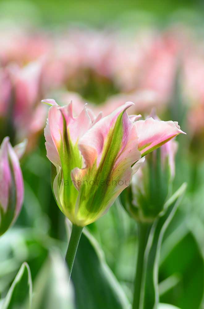 チューリップ チャイナタウン｜花の手帖のチューリップ図鑑