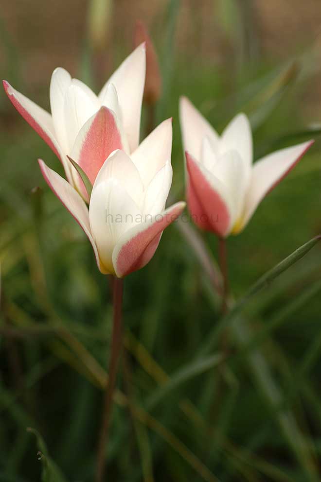 チューリップ ｜花の手帖のチューリップ図鑑