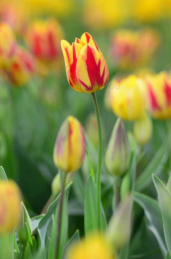 チューリップ カラースペクタクル｜花の手帖のチューリップ図鑑