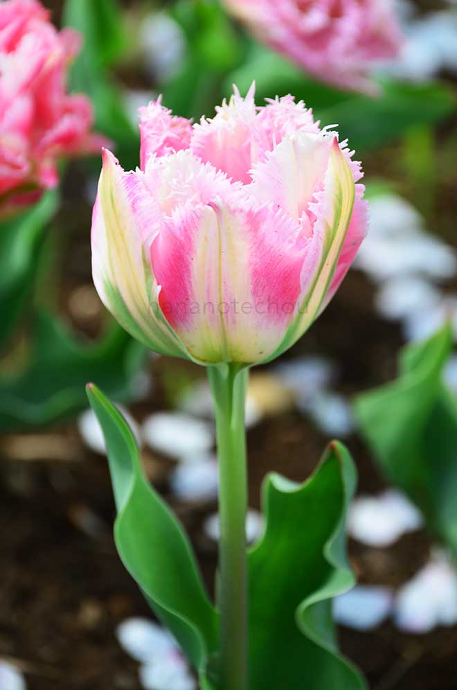 チューリップ クリスピオンスイート｜花の手帖のチューリップ図鑑