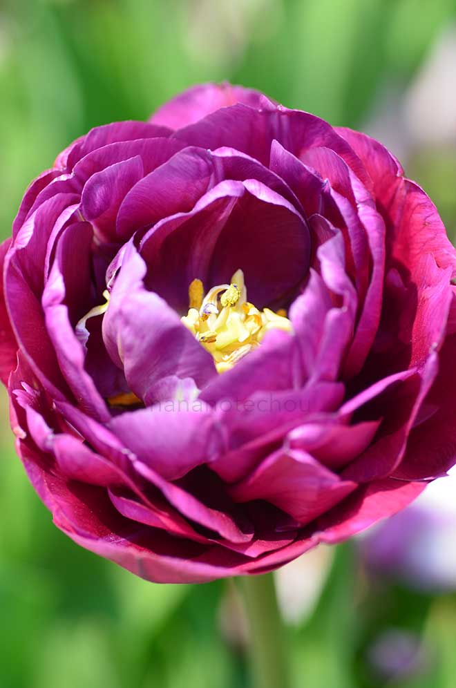 チューリップ ダブルライザー｜花の手帖のチューリップ図鑑