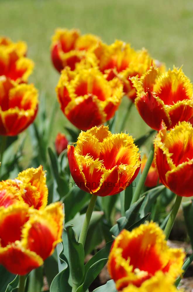 チューリップ ダベンポート｜花の手帖のチューリップ図鑑