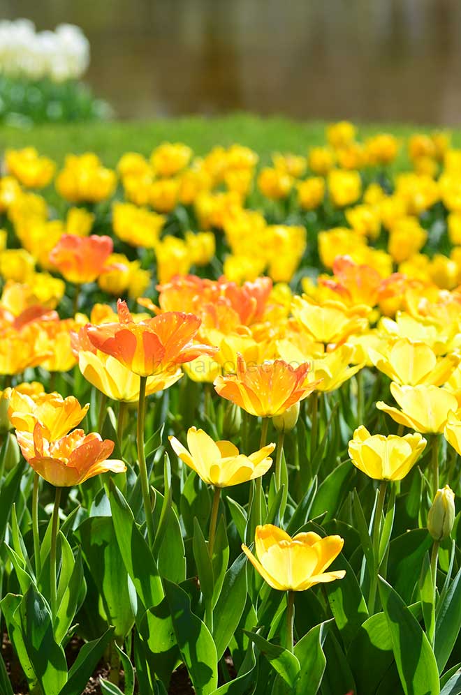 チューリップ デイドリーム｜花の手帖のチューリップ図鑑