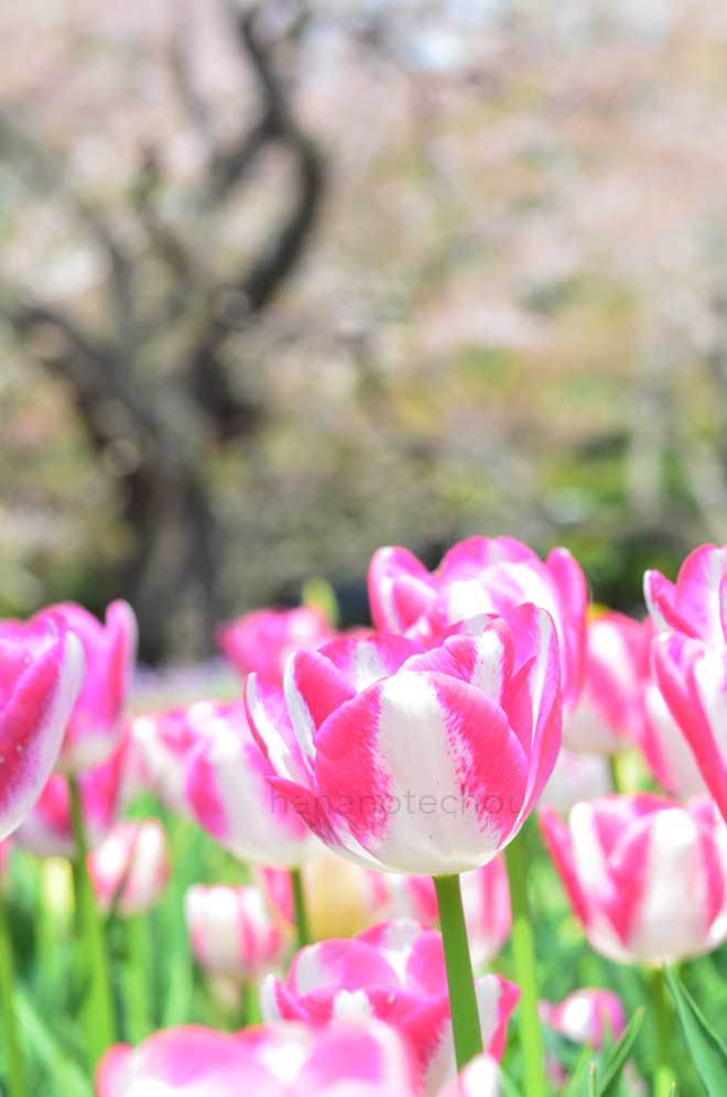 チューリップ デルピエロ｜花の手帖のチューリップ図鑑