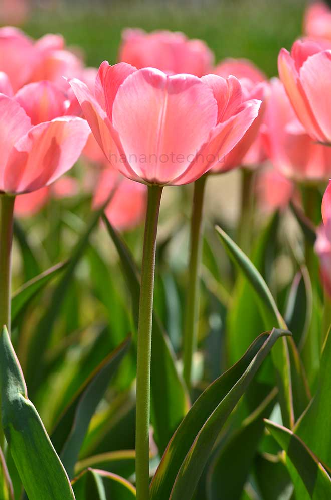 チューリップ デザイン インプレッション｜花の手帖のチューリップ図鑑
