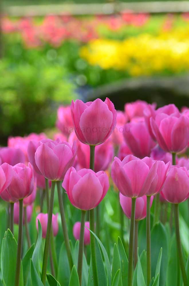 チューリップ ドンキホーテ｜花の手帖のチューリップ図鑑