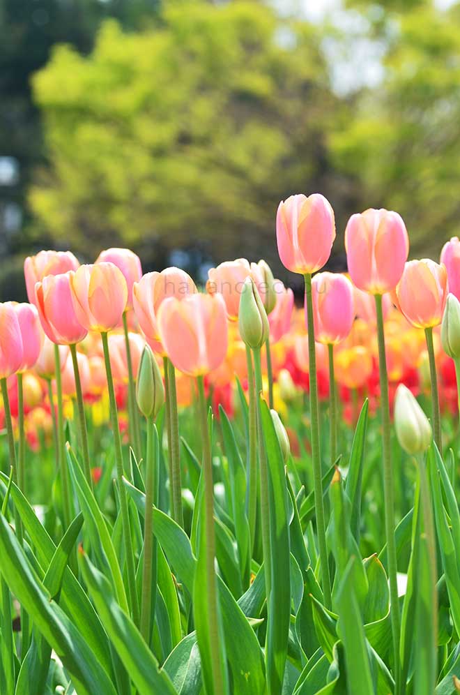 チューリップ ドルドーネ｜花の手帖のチューリップ図鑑