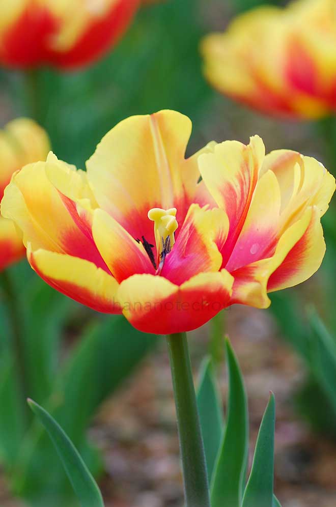 チューリップ ダブル フォーカス｜花の手帖のチューリップ図鑑