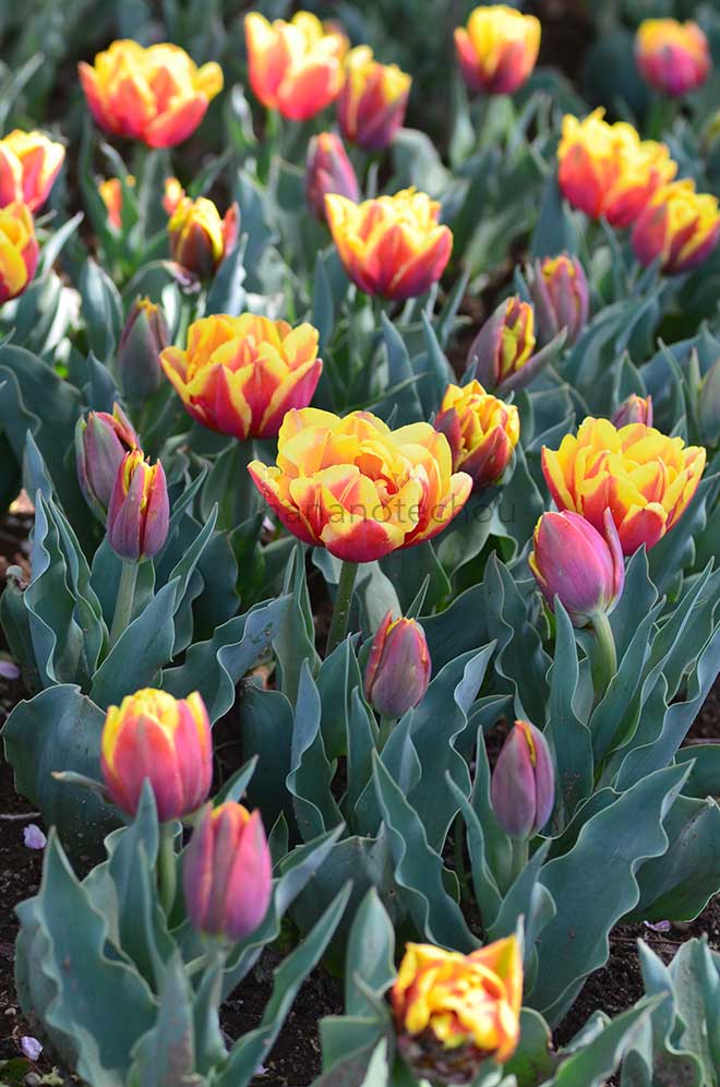 チューリップ ダブル フォーカス｜花の手帖のチューリップ図鑑