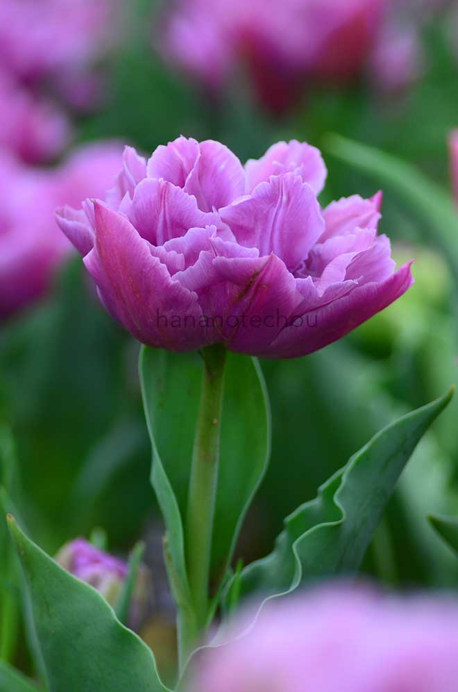 チューリップ ダブルプライス｜花の手帖のチューリップ図鑑