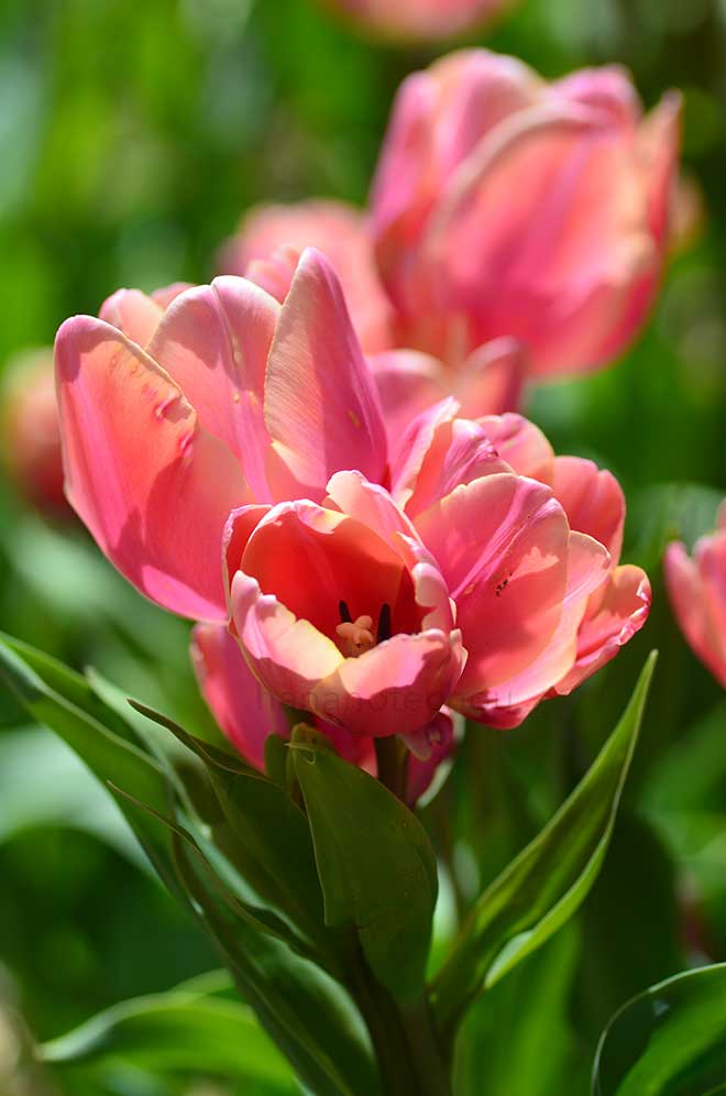 チューリップ ドラゴン キング｜花の手帖のチューリップ図鑑