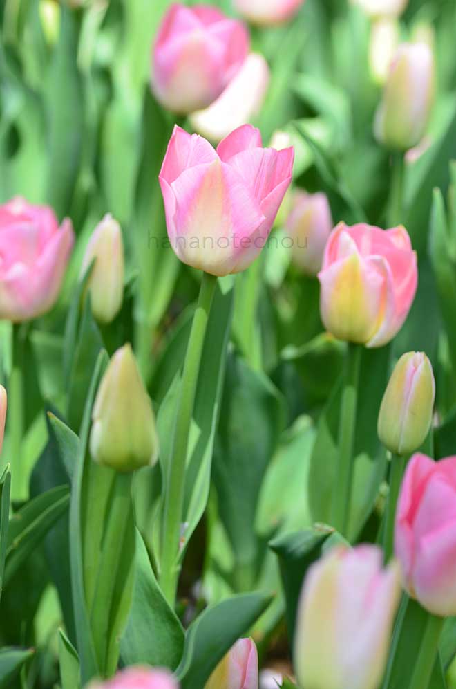 チューリップ ダイナスティ｜花の手帖のチューリップ図鑑