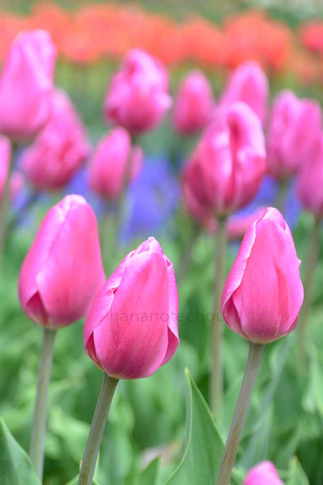 チューリップ アーリーグローリー｜花の手帖のチューリップ図鑑