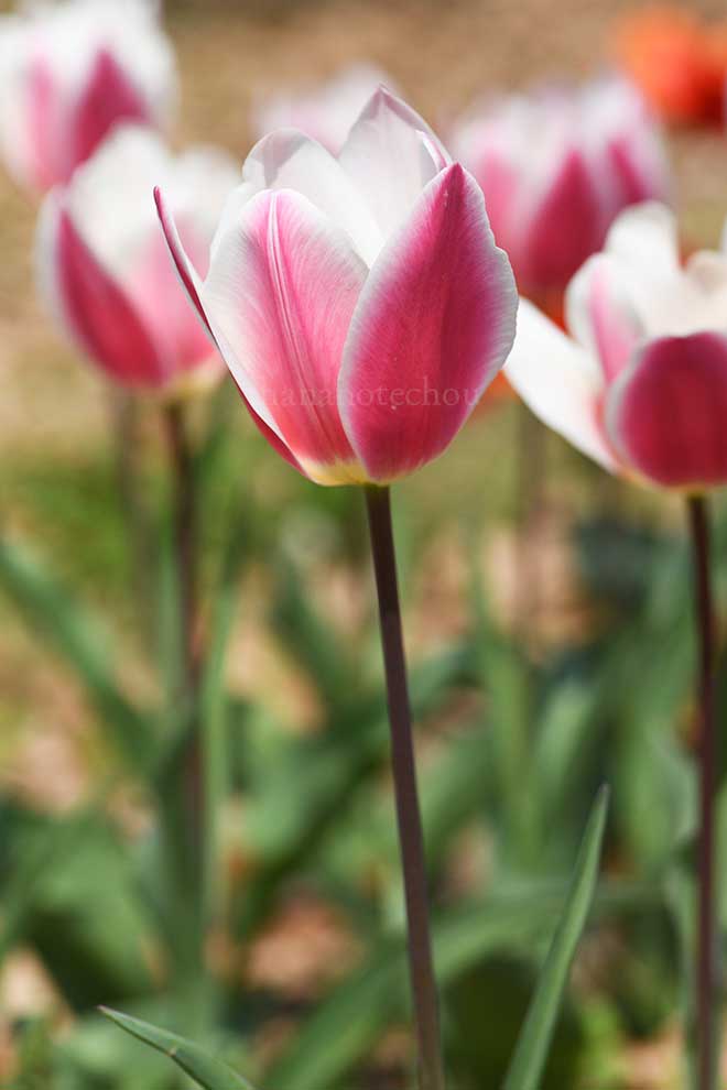 チューリップ アーリーサプライズ｜花の手帖のチューリップ図鑑