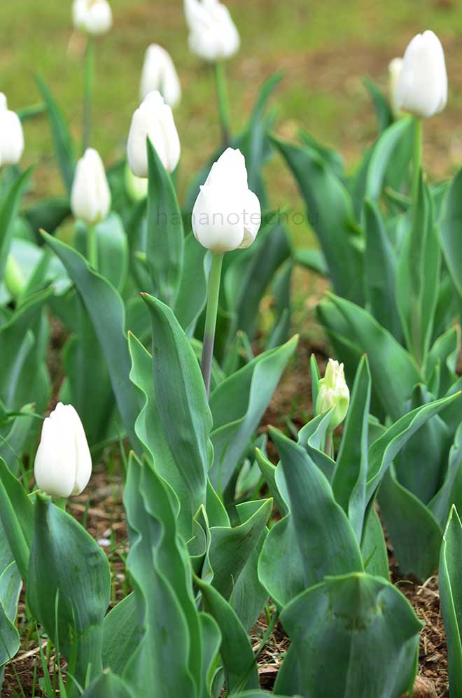 チューリップ エスキモー チーフ｜花の手帖のチューリップ図鑑