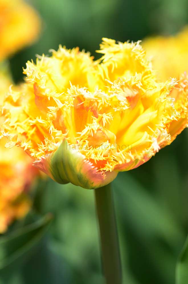 チューリップ エスプリ／エスプリット｜花の手帖のチューリップ図鑑