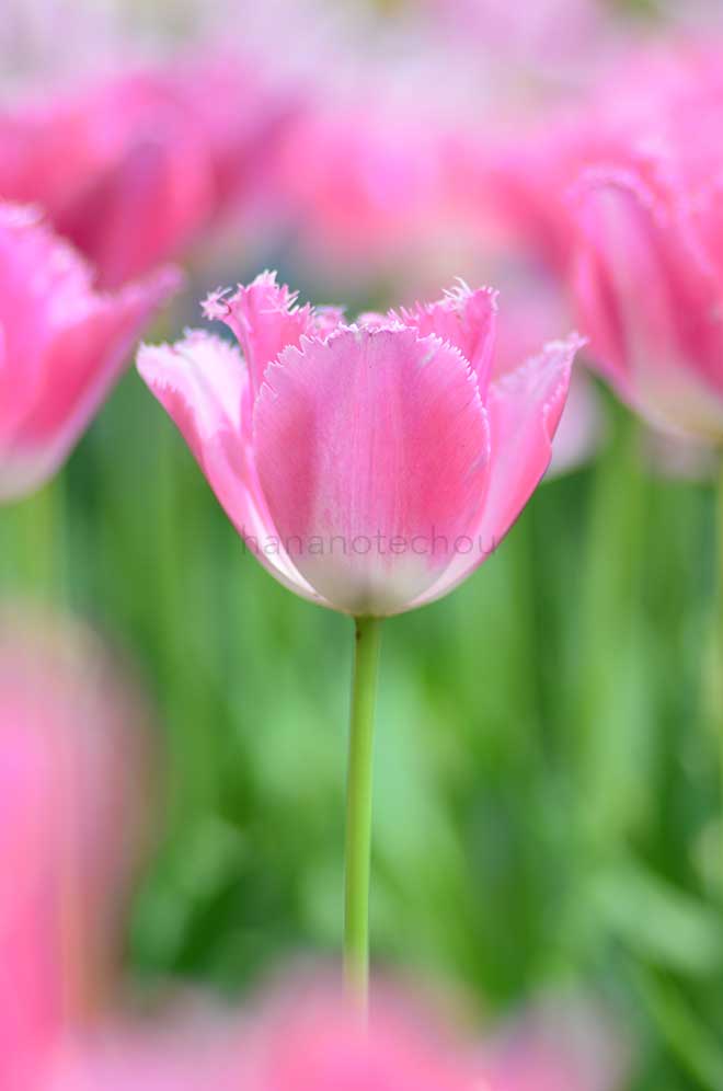 チューリップ ファンシーフリル｜花の手帖のチューリップ図鑑