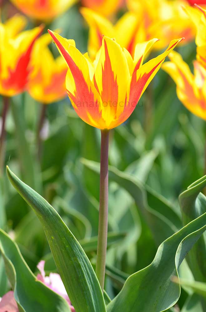 チューリップ ファイヤーワークス｜花の手帖のチューリップ図鑑