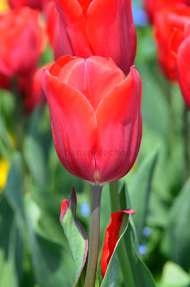 チューリップ ファースト スター｜花の手帖のチューリップ図鑑