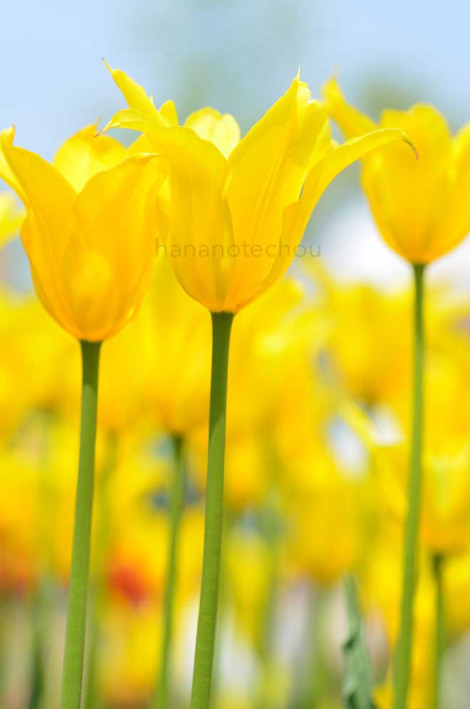 チューリップ フラッシュバック｜花の手帖のチューリップ図鑑