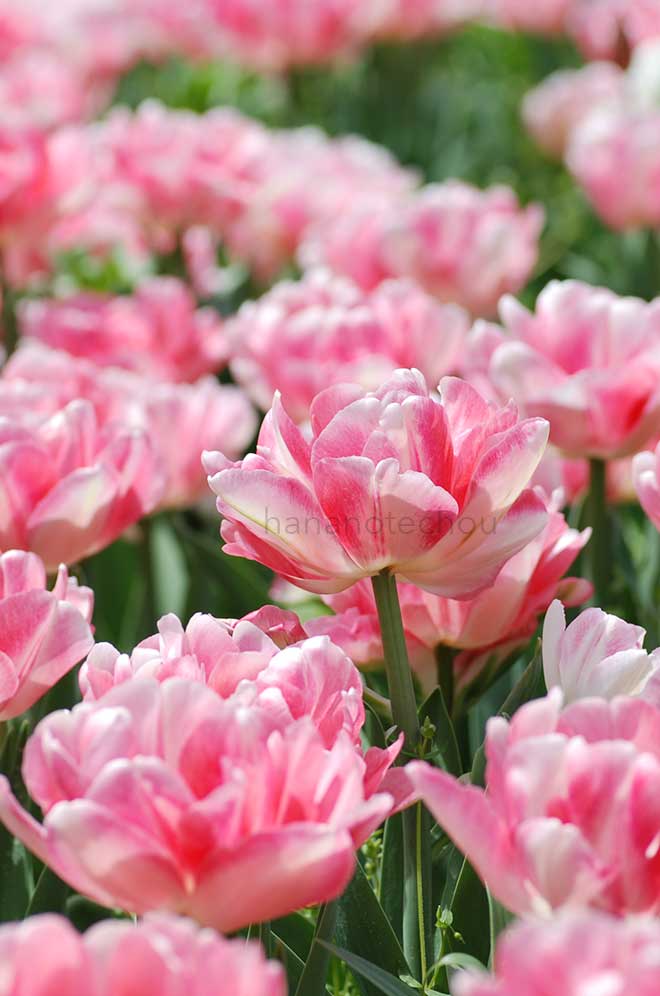 チューリップ フォックストロット｜花の手帖のチューリップ図鑑