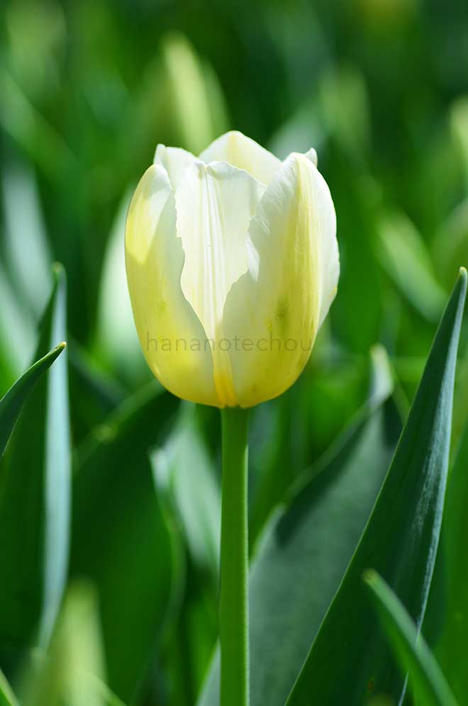 チューリップ フランソワーズ｜花の手帖のチューリップ図鑑