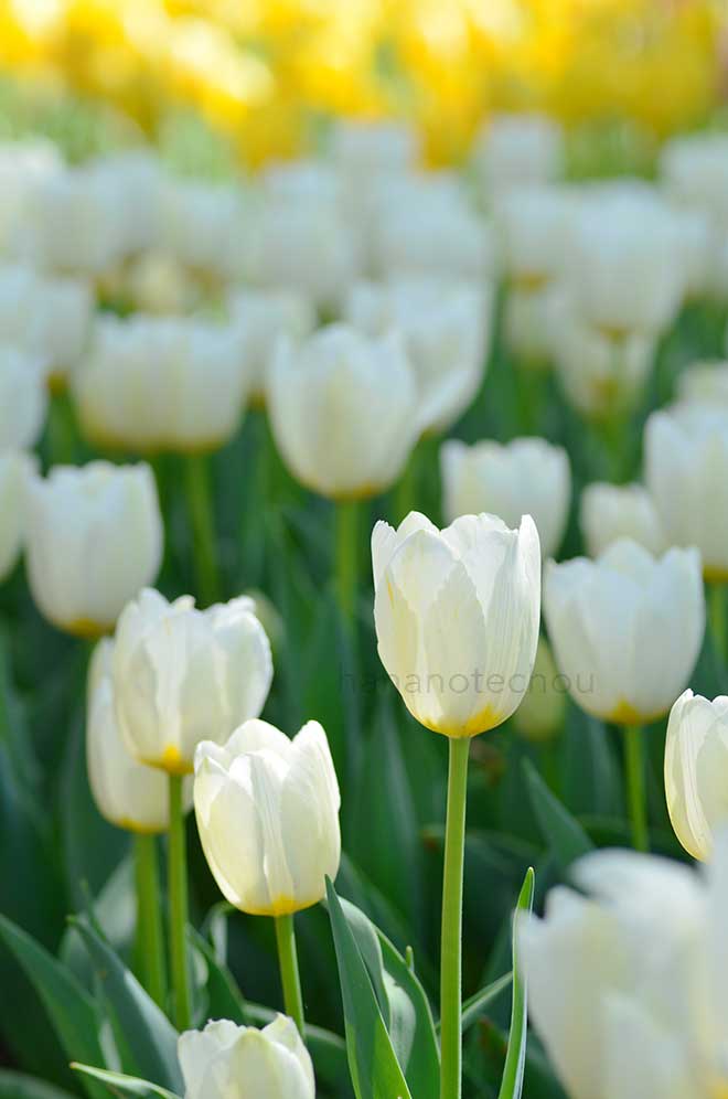 チューリップ フランソワーズ｜花の手帖のチューリップ図鑑