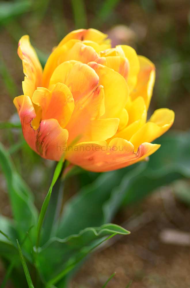 チューリップ フリーマン｜花の手帖のチューリップ図鑑