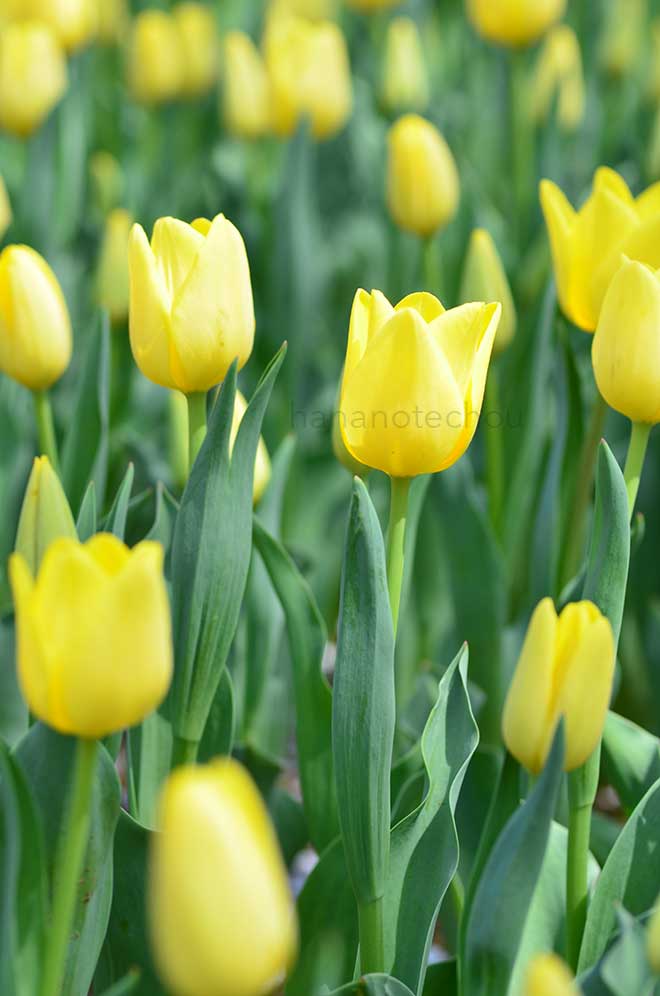 チューリップ フレンドシップ｜花の手帖のチューリップ図鑑