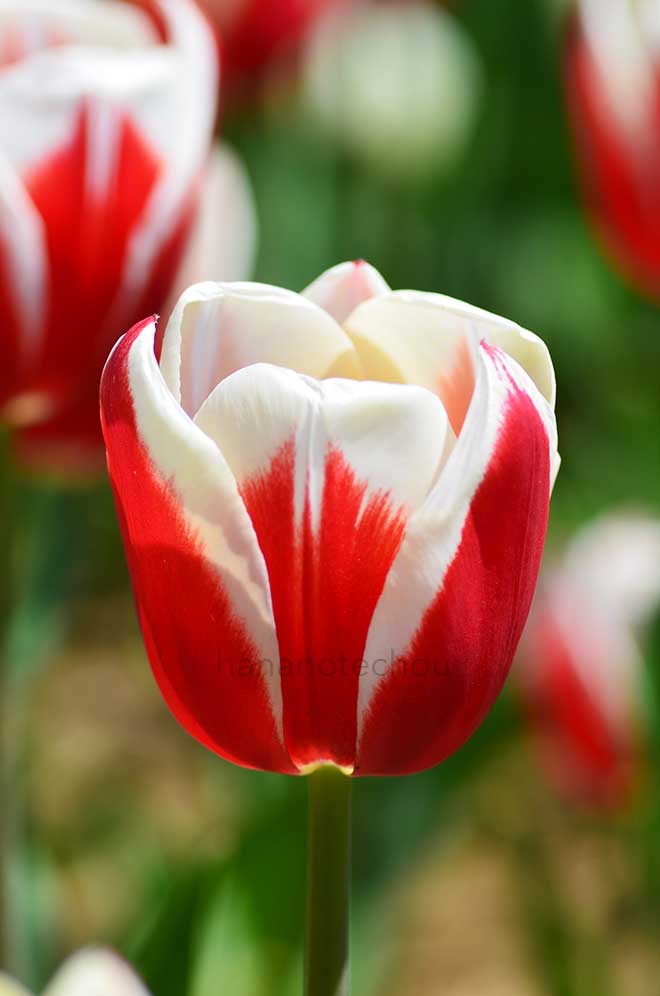 チューリップ フル ハウス｜花の手帖のチューリップ図鑑