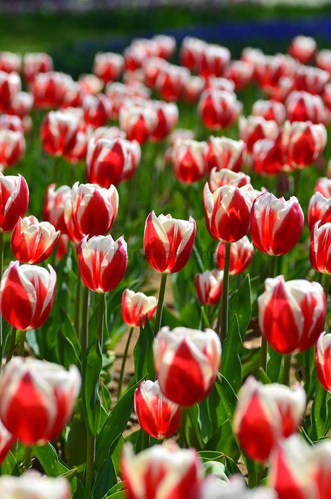 チューリップ フル ハウス｜花の手帖のチューリップ図鑑