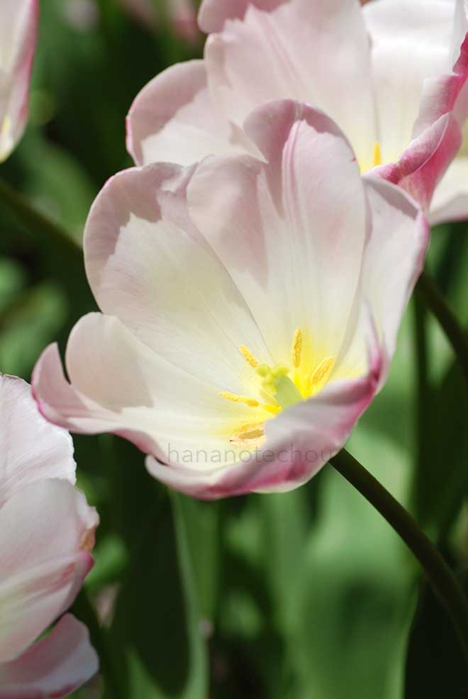 チューリップ ガンダー｜花の手帖のチューリップ図鑑