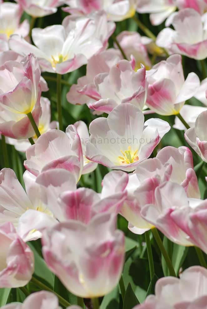 チューリップ ガンダー｜花の手帖のチューリップ図鑑