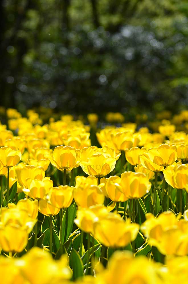 チューリップ ギャラン｜花の手帖のチューリップ図鑑