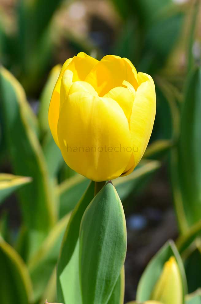 チューリップ ギャラン｜花の手帖のチューリップ図鑑