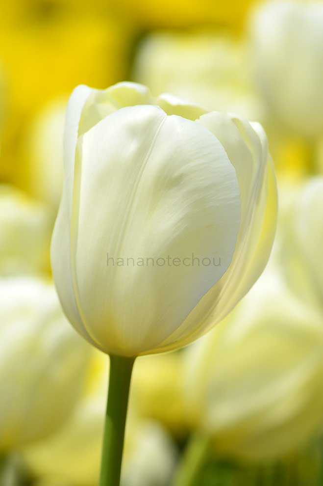 チューリップ 銀盃｜花の手帖のチューリップ図鑑