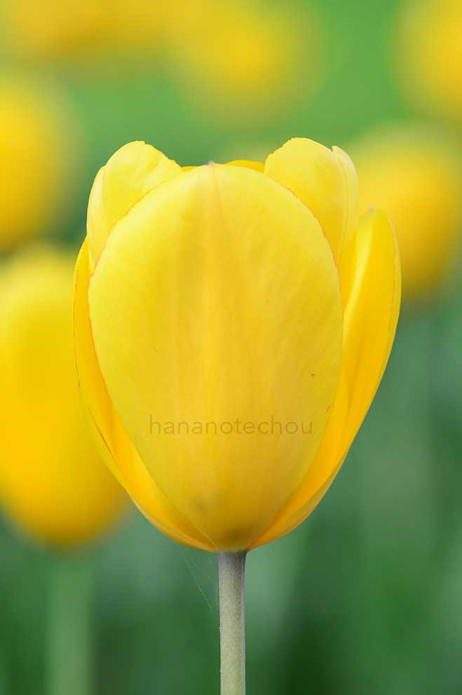 チューリップ ゴールデンオックスフォード｜花の手帖のチューリップ図鑑