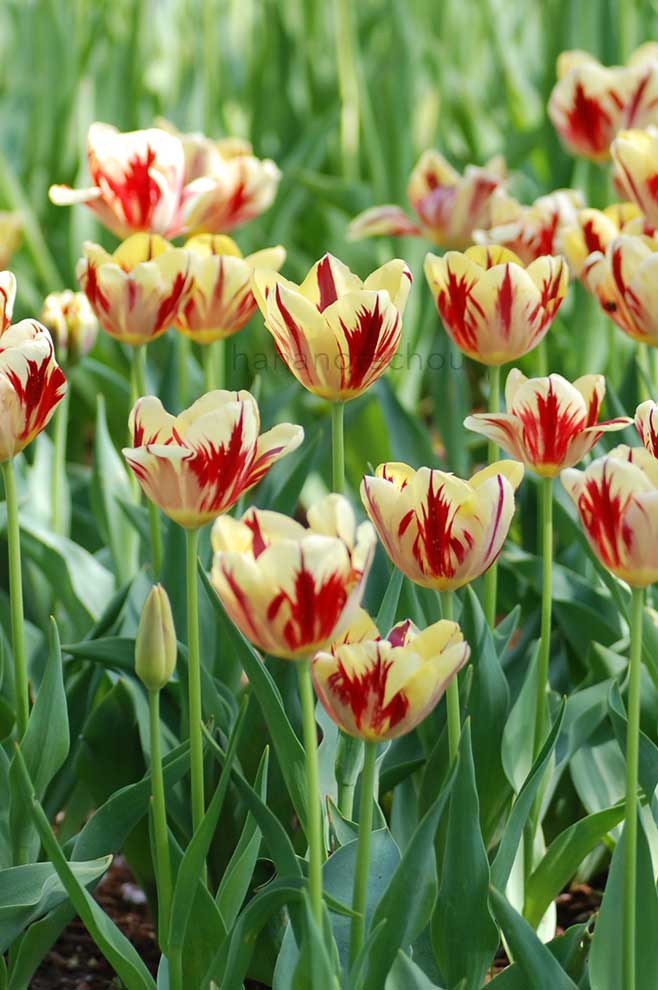 チューリップ グランド パーフェクション｜花の手帖のチューリップ図鑑