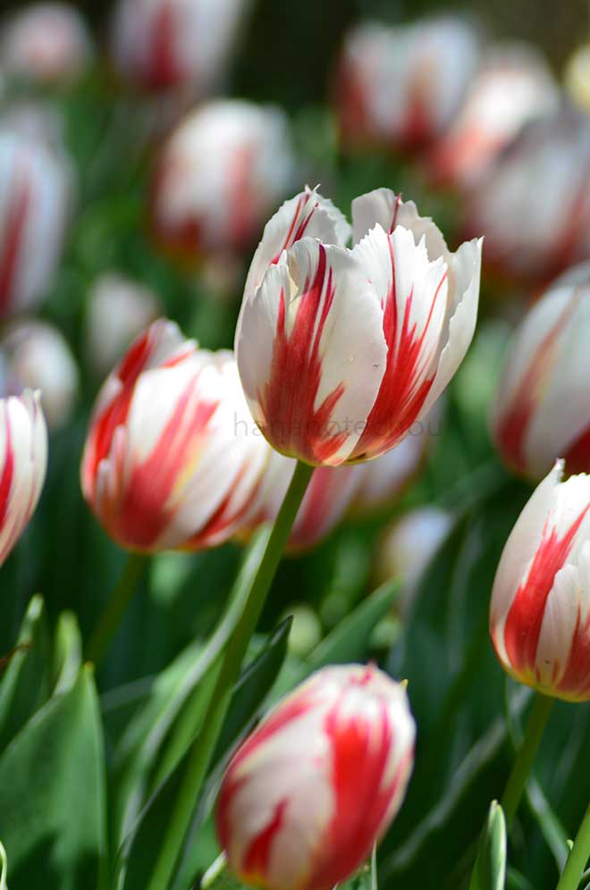 チューリップ ハッピージェネレーション｜花の手帖のチューリップ図鑑